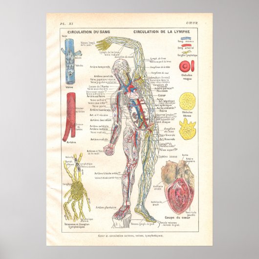 Artères, Veines Lymphatique Anatomie Poster França (Devant)