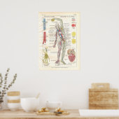 Artères, Veines Lymphatique Anatomie Poster França (Cuisine)