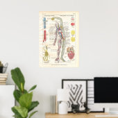 Artères, Veines Lymphatique Anatomie Poster França (Bureau à domicile)
