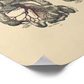 arterieanatomie 1880 afdrukken poster (Hoek)
