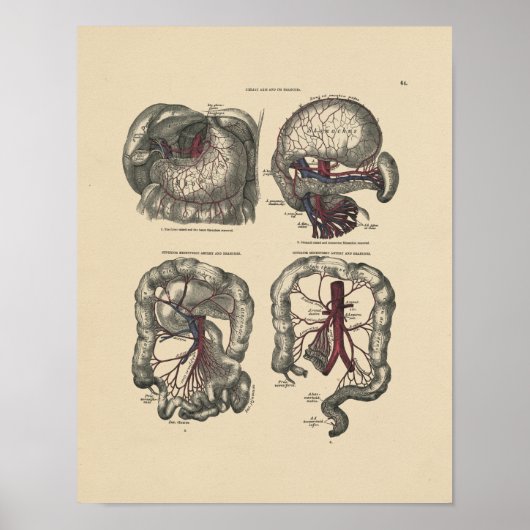 arterieanatomie 1880 afdrukken poster (Voorkant)
