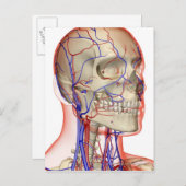 Arterieën en aderen in het hoofd en de nek briefkaart (Voorkant / Achterkant)