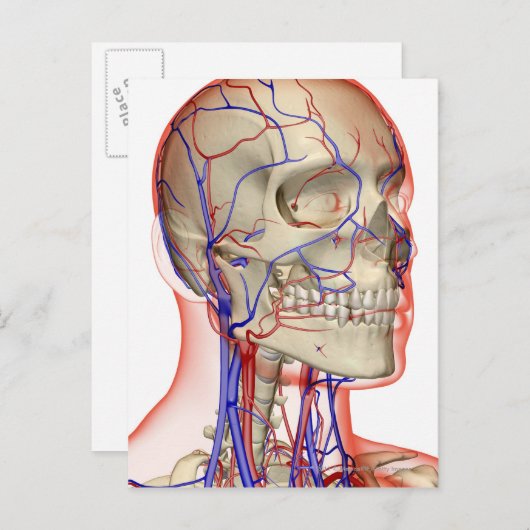 Arterieën en aderen in het hoofd en de nek briefkaart (Voorkant / Achterkant)