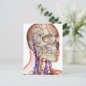 Arterieën en aderen in het hoofd en de nek briefkaart (Staand voorkant)
