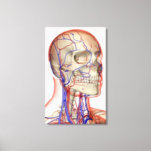 Arterieën en aderen in het hoofd en de nek canvas afdruk (Voorkant)