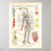 Arteries, Veins Lymfatica Anatomie Poster Frans (Voorkant)