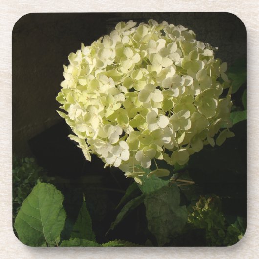 Artful Annabelle Hydrangea Bloom Bier Onderzetter (Voorkant)
