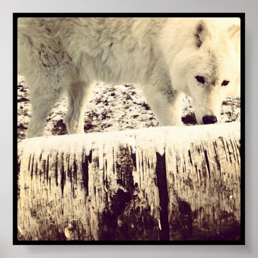 Arthur the Wolf Poster (Voorkant)