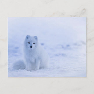Artic Baby Fox Briefkaart