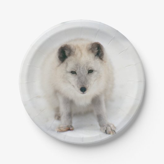 Artic Fox Papieren Bordje (Voorkant)