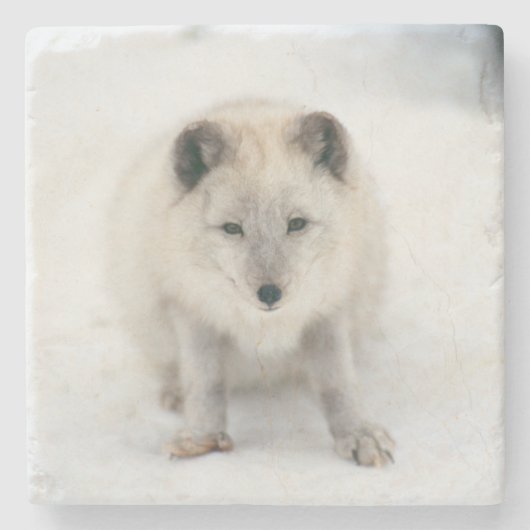 Artic Fox Stenen Onderzetter (Voorkant)