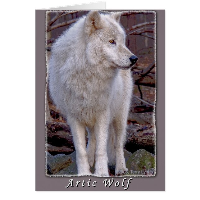 Artic Wolf (Voorkant)