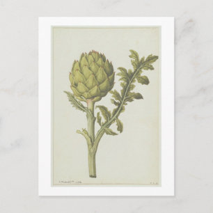 Artichoke: Cynara scolymus, c.1568 Briefkaart