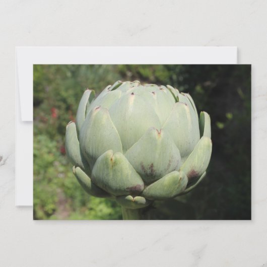 Artichoke Plant. Kaart (Voorkant)