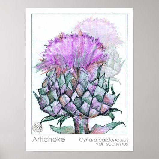 Artichoke Plant Purple Flowers medicinale kruidenk Poster (Voorkant)