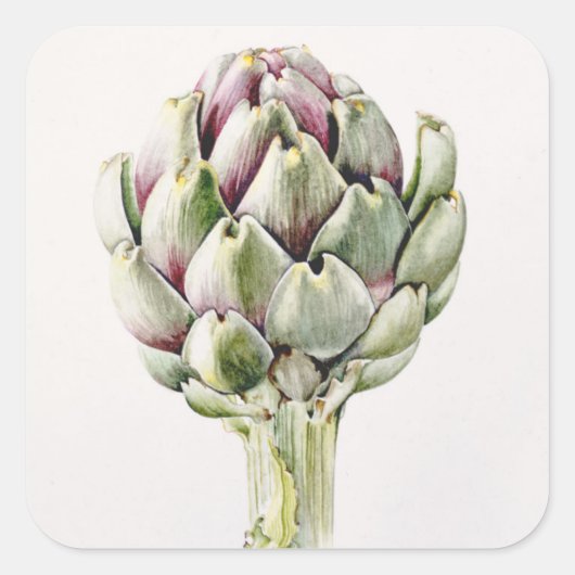 Artichoke Study 1993 Vierkante Sticker (Voorkant)