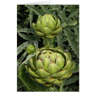 Artichokes