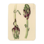 Artichokes 2005 magneet (Verticaal)