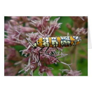 Articles de mite de Webworm d'Ailanthus (punctella