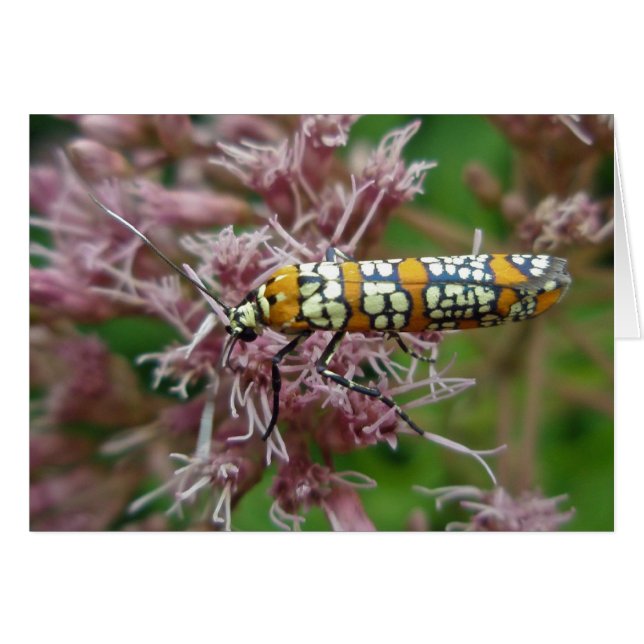 Articles de mite de Webworm d'Ailanthus (punctella (Devant horizontal)