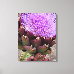 Artisjok - Colorado Star Canvas Afdruk