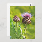 Artisjokdistel Briefkaart (Voorkant / Achterkant)