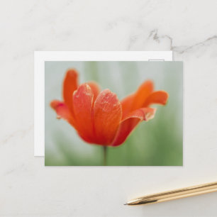 Artistieke Bloeiende Rode Tulp Bloem Foto Briefkaart