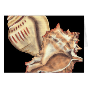 Artistieke Conch Shells