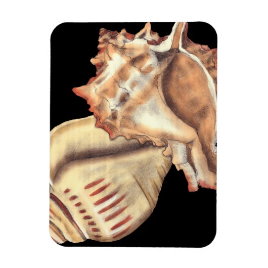 Artistieke Conch Shells Magneet (Verticaal)