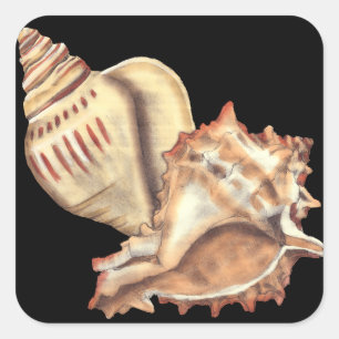 Artistieke Conch Shells Vierkante Sticker