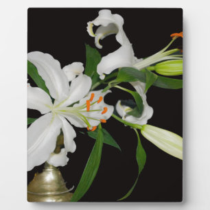 Artistieke Lelie Collectie-1 Fotoplaat