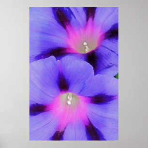 Artistisch Paars en roze gekleurde ochtendglorie Poster