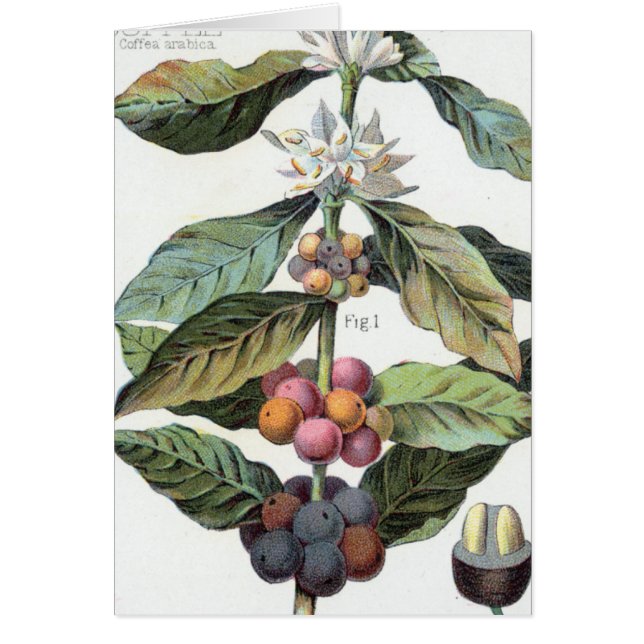 Artwork de haricots de café vintage (Devant)