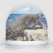 Aruba Divi Divi Arbre Et Océan (Avant)