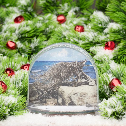 Aruba Divi Divi Arbre Et Océan (Noël)