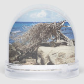 Aruba Divi Divi Arbre Et Océan (Arrière)