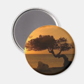 Aruba Sunset Divi Divi Tree Magneet (Voorkant / Achterkant)