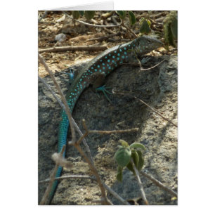 Aruba Whiptail Lizard Photographie d'animaux tropi