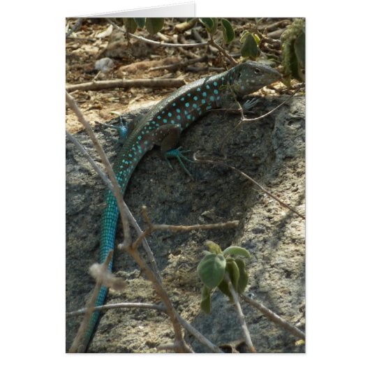 Aruban Whiptail Lizard tropische dierfotografie (Voorkant)