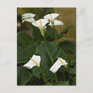 Arum of calla lelies, Zantedeschia aethiopica, Briefkaart