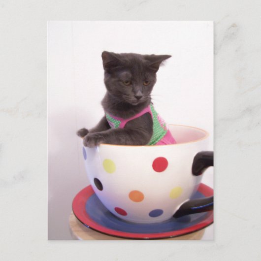 arys kitten briefkaart (Voorkant)