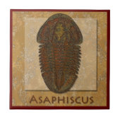 Asaphiscus Fossil Trilobite Tegeltje (Voorkant)