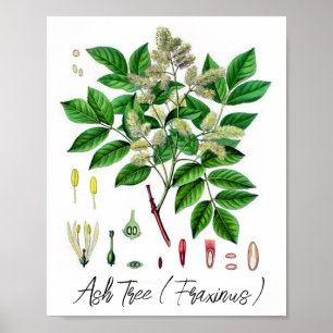Asboom  botanische illustratie poster