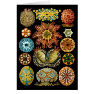 Ascidiacea