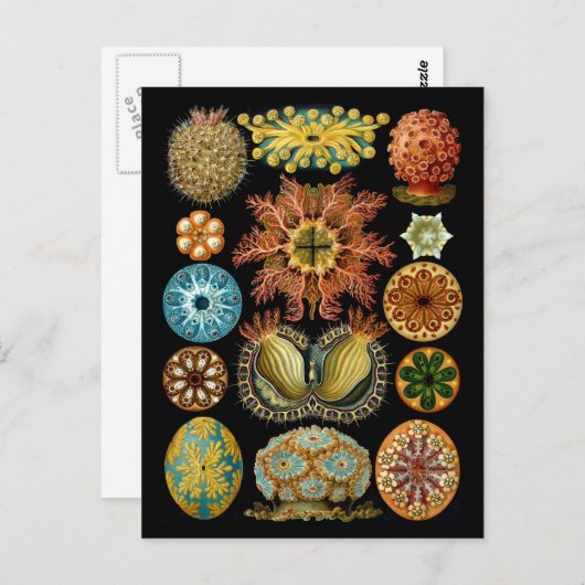 Ascidiacea Briefkaart (Voorkant / Achterkant)