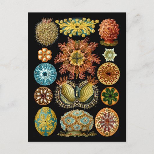 Ascidiacea Briefkaart (Voorkant)