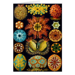 Ascidiacea (Equipes de mer), Ernst Haeckel Fine Ar