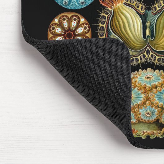 Ascidiacea Muismat (Hoek)