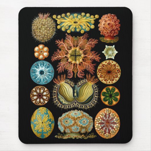 Ascidiacea Muismat (Voorkant)