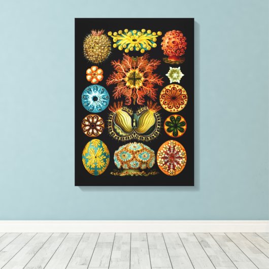Ascidiacea (Zeeen vierkant), Ernst Haeckel Fine Ar Canvas Afdruk (Insitu (Houten vloer))